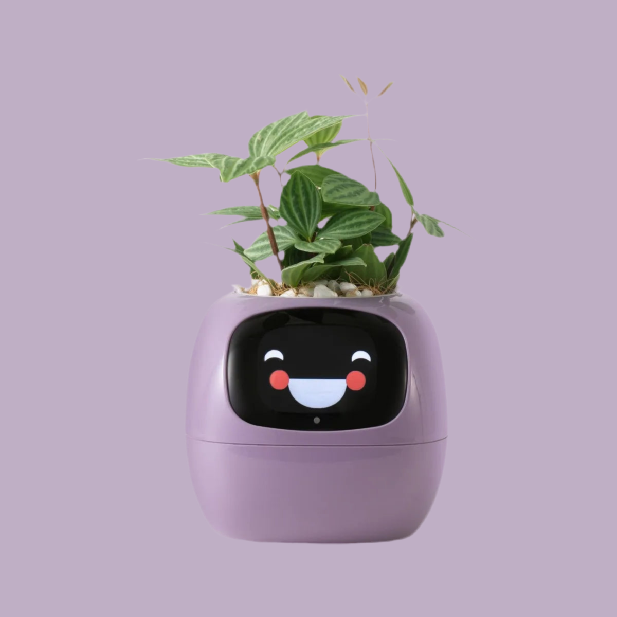 Tuya Ivy smart planter